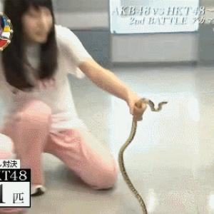 뱀한테 물리는 프듀 타카하시 쥬리.gif